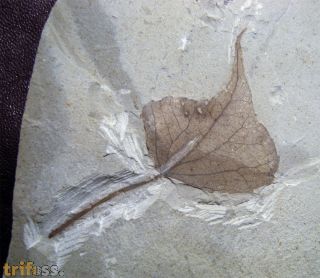 Populus wilmattae Cockerell, 1925