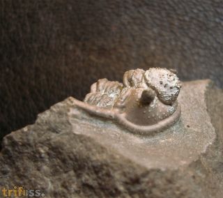 Cyphaspis ceratophthalmus (Goldfuss,1843)