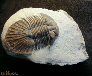 Scabriscutellum sp.