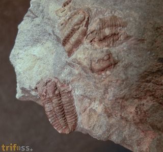 Gravicalymene arcuata (Price 1982)