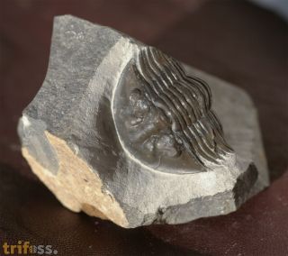 Scabriscutellum hammadi CHATTERTON et al., 2006