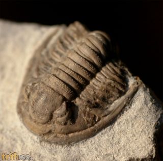 Cornuproetus cornutus GOLDFUSS, 1843
