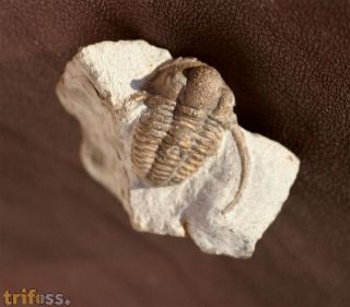 Cyphaspis balanops (ERBEN, 1953)