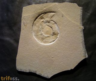 Subplanites rueppelianum (QUENSTEDT, 1888)
