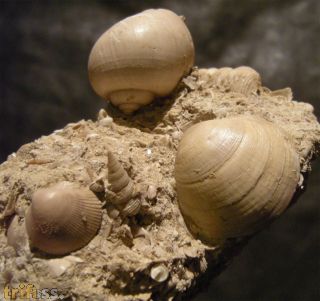 Globularia sigaretina &  Sigmesalia intermedia