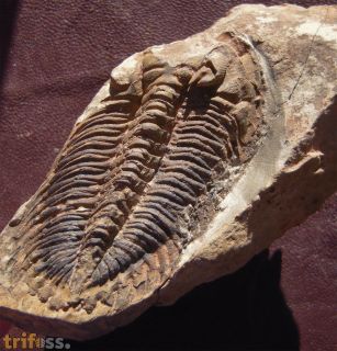 Metacanthina sp. A RICHTER R.  1943