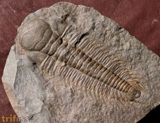 Paradoxides gracilis (BOECK, 1827)