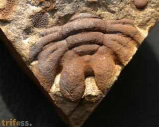 Eccoptochile clavigera (Beyrich, 1845)