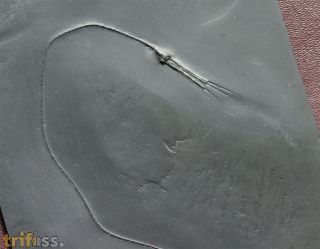 Triacrinus elongatus (Follmann, 1887)
