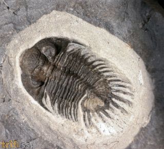 Saharops bensaidi Morzardec 2001
