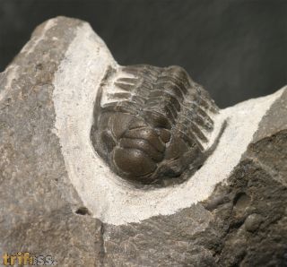 Pilletopeltis pauper cf zagrai (G. Alberti, 1967)