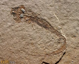 Apateon pedestris (Meyer,1844)