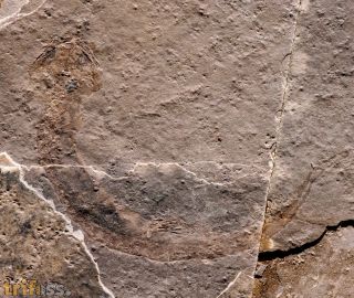 Apateon pedestris (Meyer,1844)