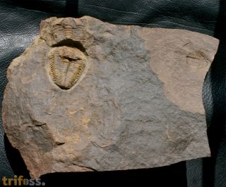 Conocoryphe cirina & Eccaparadoxides pusillus