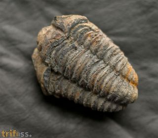 Colpocoryphe rouaulti HENRY, 1970