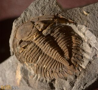 Asteropyge sp. A RICHTER R.  1943