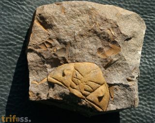 Dalmanitina socialis (BARRANDE, 1846)