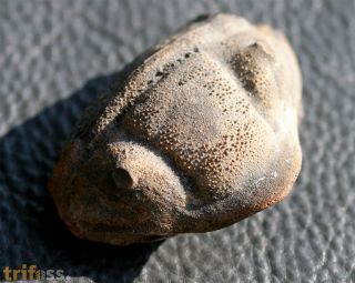 Dipleura dekayi boliviensis (WOLFART, 1968)