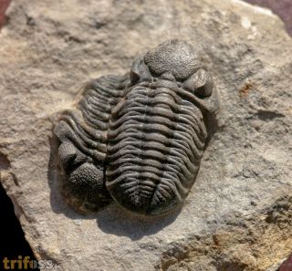 Boeckops sp.
