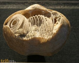 Spiriferina pinguis