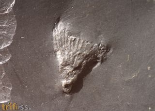 Zaphrentis sp.