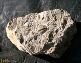 Dechenella soetenica Basse, 2002