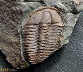 Conocoryphe sulzeri (Schlotheim 1823)
