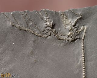 Rhadinocrinus nanus (Roemer 1862)