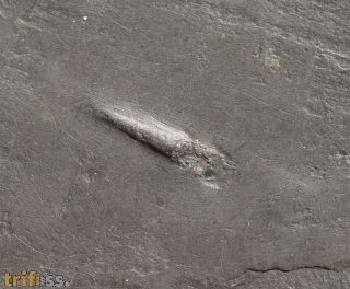 Orthoceras sp.