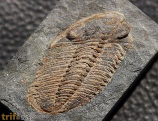 Phacopidina micheli TROMELIN 1877