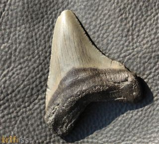 Carcharocles megalodon (Agassiz, 1843)