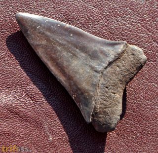 Isurus (Carcharodon) hastalis (Agassiz, 1843)