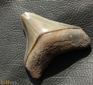 Carcharocles megalodon (Agassiz, 1843)