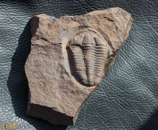 Conocoryphe cirina (Barrande, 1846)