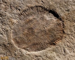 Dickinsonia costata (Sprigg, 1947)