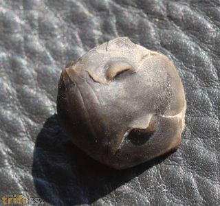Ptyocephalus yersini (Hintze)