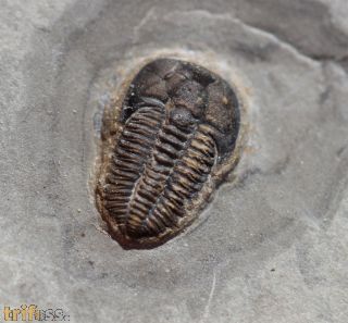 Brachyaspidion microps ROBINSON, 1971