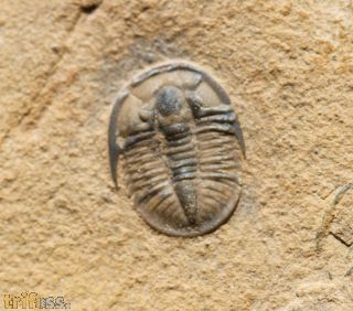 Cedaria minor (WALCOTT, 1916)
