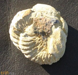 Neseuretus tristani