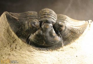 Platyscutellum cf. massai ALBERTI, 1981