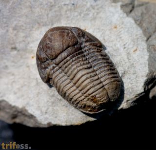 Gerastos cuvieri (STEININGER, 1831)