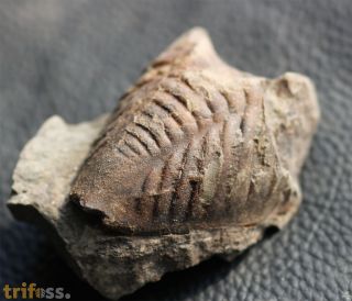 Digonus intermedius (Vietor, 1919)