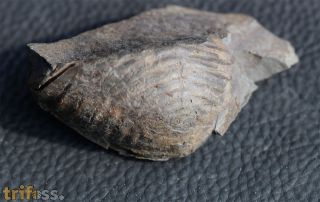 Wenndorfia mutabilis (KOCH, 1883)