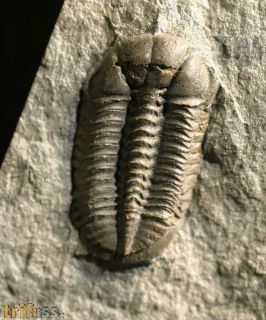 Ductina (ductina) ductifrons (R.& E.RICHTER 1923)