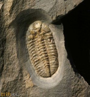 Ductina (ductina) ductifrons (R.& E.RICHTER 1923)