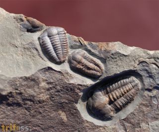 Ellipsocephalus hoffi (Schlotheim, 1823)