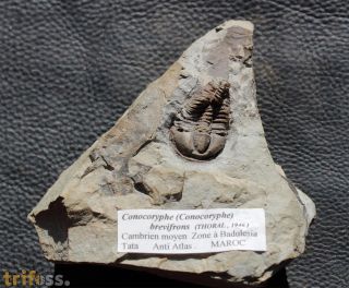 Conocoryphe brevifrons (Thoral, 1946)