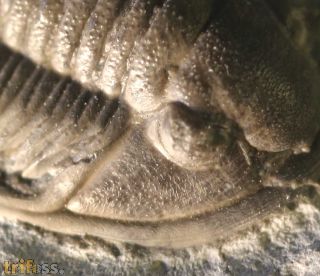 Cornuproetus cornutus GOLDFUSS