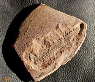 Alethopteris sullivantii (Lesquereux)