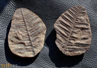 Pecopteris vestita Lesquereux, 1879